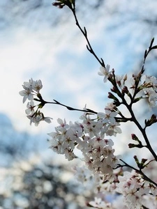 砧公園