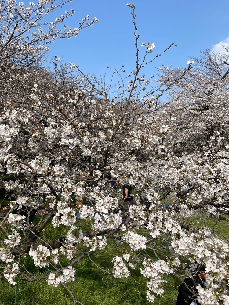 ❁⃘*.ﾟ·͜·♡さんが投稿した砧公園に関する口コミの画像