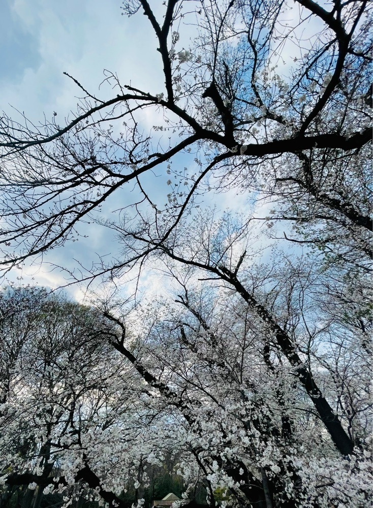 ❁⃘*.ﾟ·͜·♡さんが投稿した砧公園に関する口コミの画像