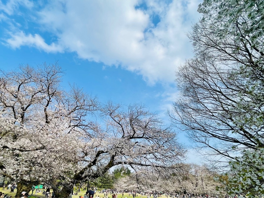 ❁⃘*.ﾟ·͜·♡さんが投稿した砧公園に関する口コミの画像