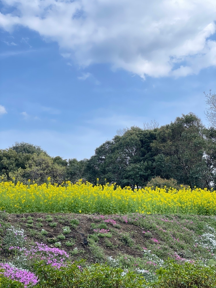 ❁⃘*.ﾟ·͜·♡さんが投稿した砧公園に関する口コミの画像