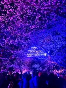 舞鶴公園のさくら