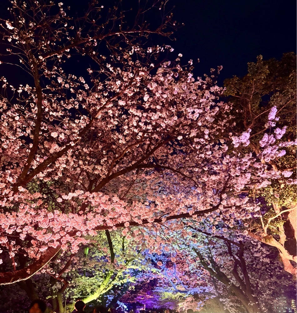 ライさんが投稿した舞鶴公園のさくらに関する口コミの画像
