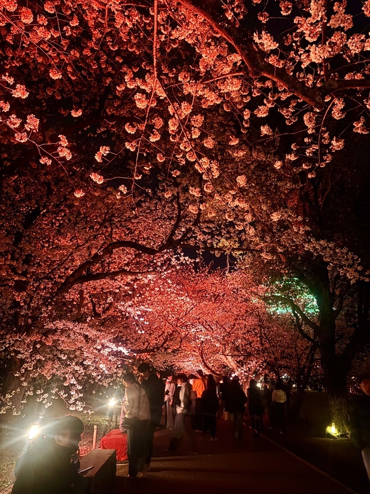ライさんが投稿した舞鶴公園のさくらに関する口コミの画像