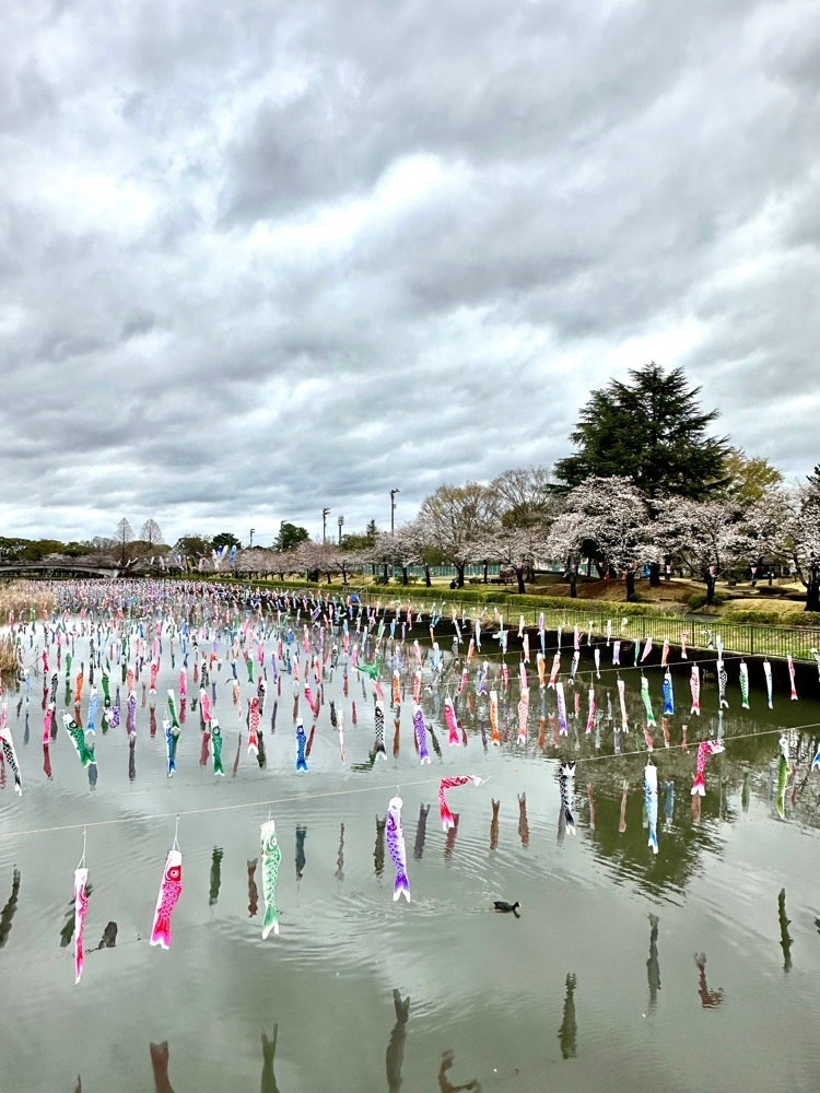 からっ風②さんが投稿した鶴生田川のさくらに関する口コミの画像