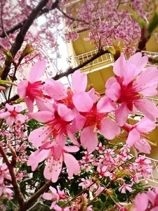 花椿（はなつばき）