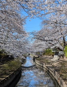 元荒川の桜