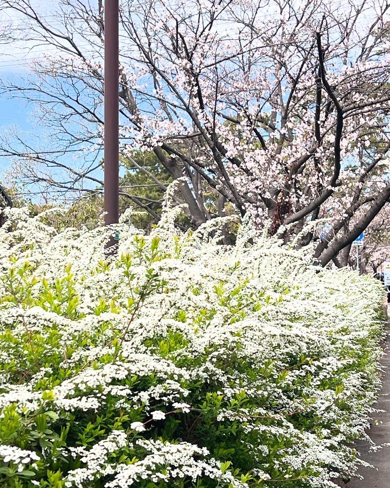 ruujunさんが投稿した夙川駅に関する口コミの画像