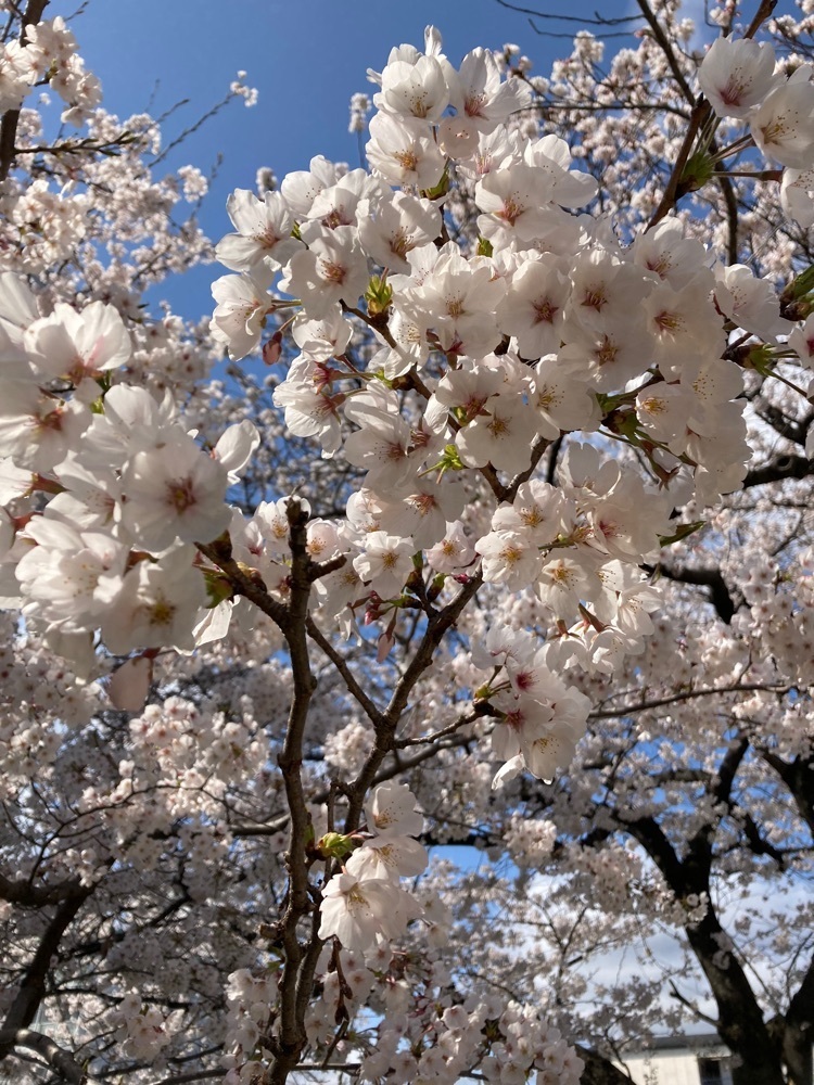 京都を巡る会・「武」さんが投稿した梅香堂（ばいこうどう）に関する口コミの画像