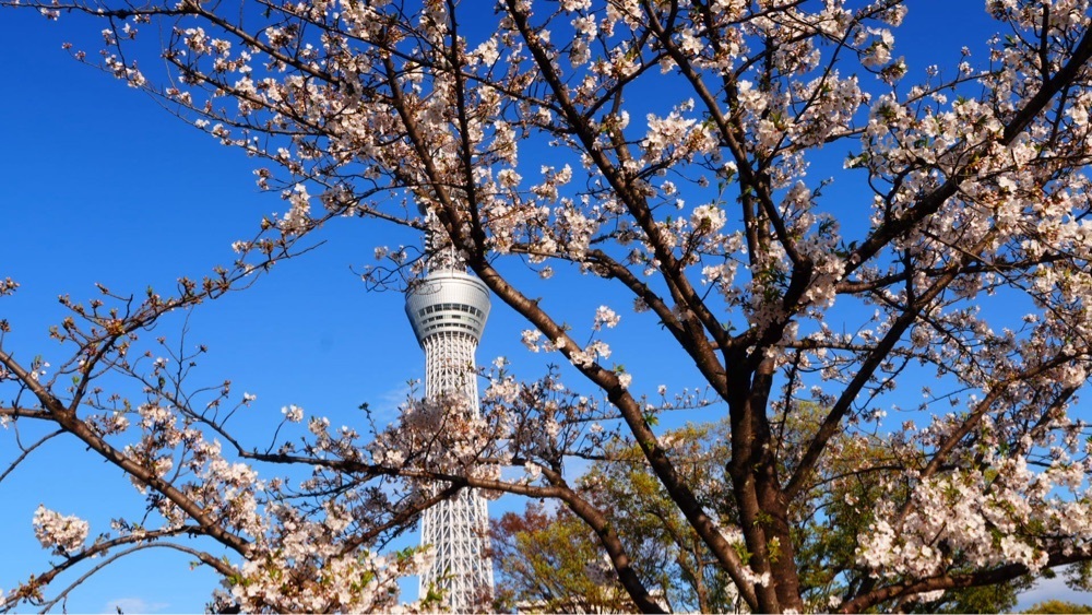 jamesさんが投稿した隅田公園に関する口コミの画像
