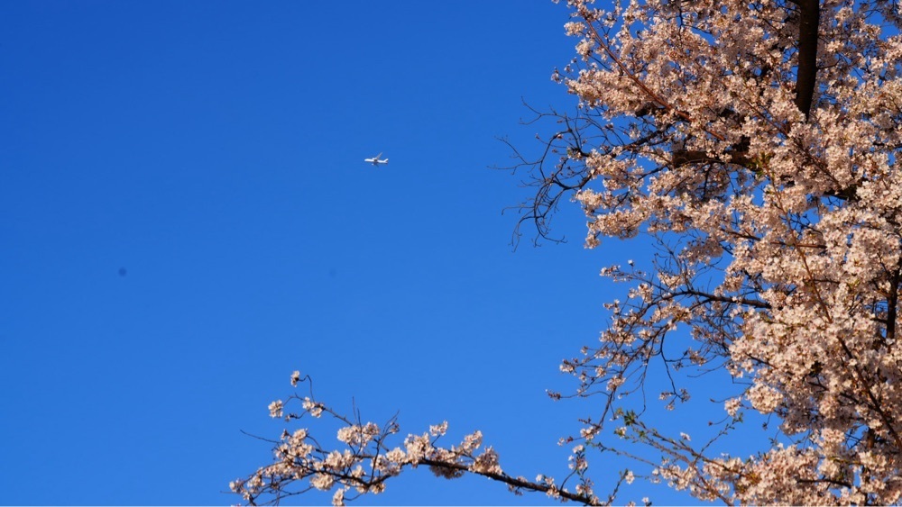 jamesさんが投稿した隅田公園に関する口コミの画像