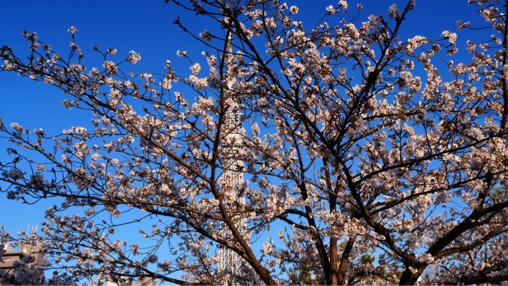 jamesさんが投稿した隅田公園に関する口コミの画像