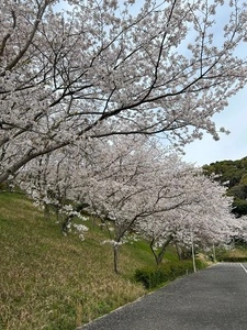 可也SUN（カヤサン）