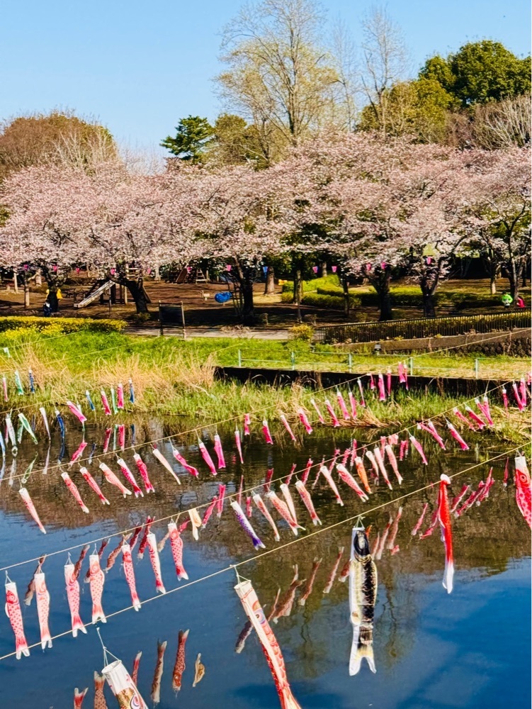 nico☺︎さんが投稿したつつじが岡第二公園の彼岸花に関する口コミの画像