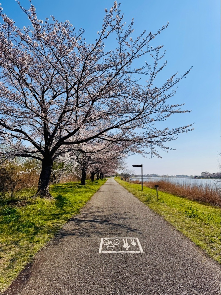 nico☺︎さんが投稿したつつじが岡第二公園の彼岸花に関する口コミの画像