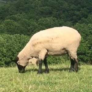 多和平