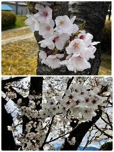 セブンイレブン 南アルプス東南湖