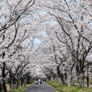 芸濃観光イチゴ