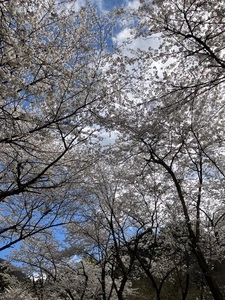 山の神千本桜