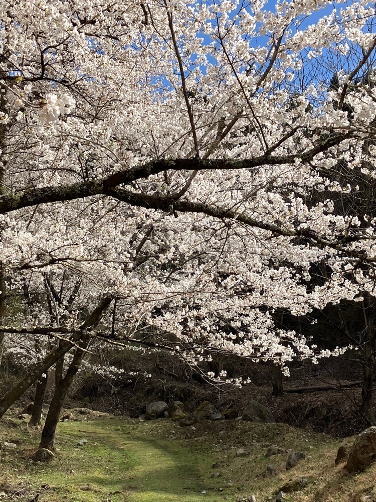 Nさんが投稿した山の神千本桜に関する口コミの画像