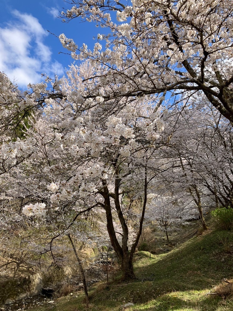 Nさんが投稿した山の神千本桜に関する口コミの画像