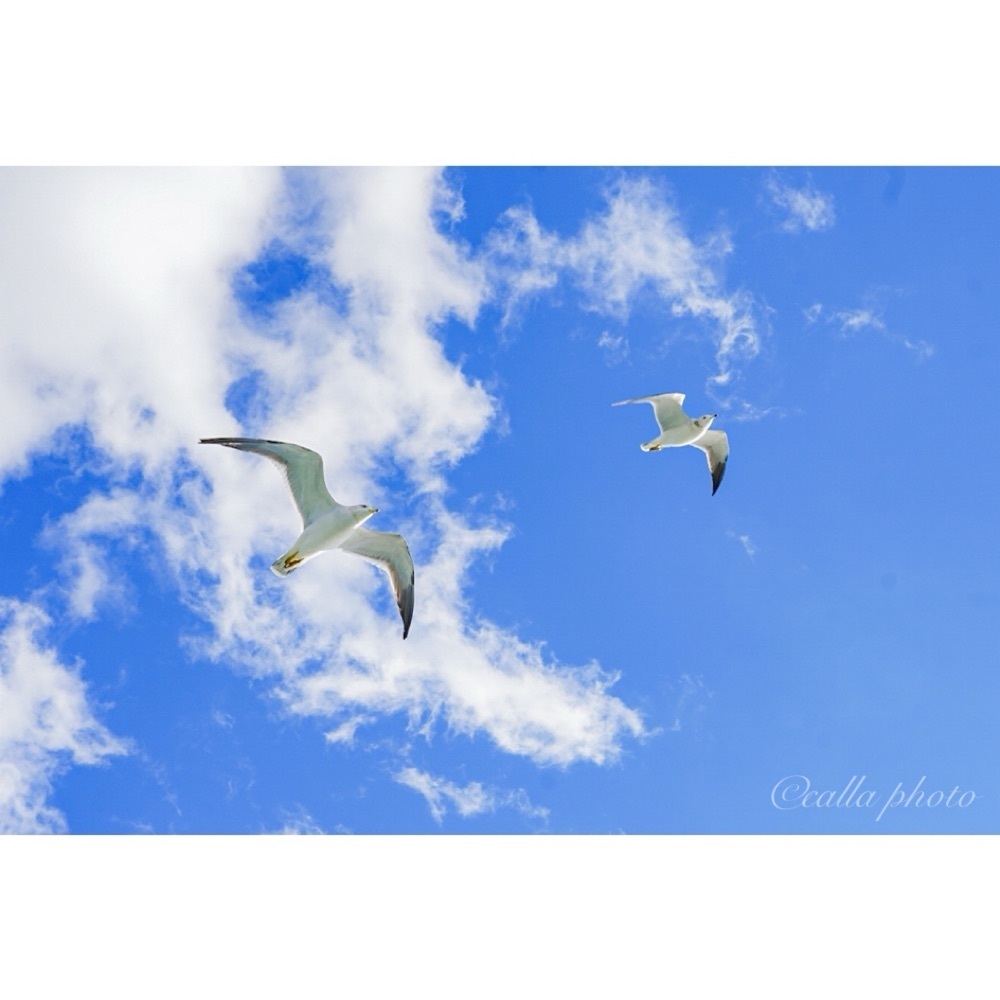 urban_garden_243aさんが投稿した神戸ベイクルーズに関する口コミの画像