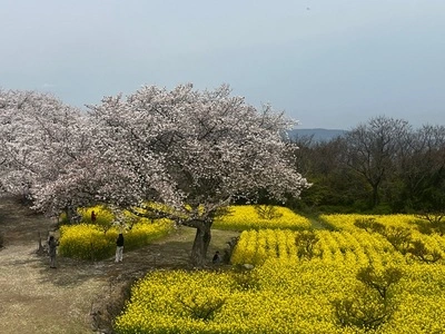 祐徳稲荷神社の桜