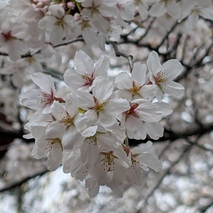 華蔵寺公園のさくら