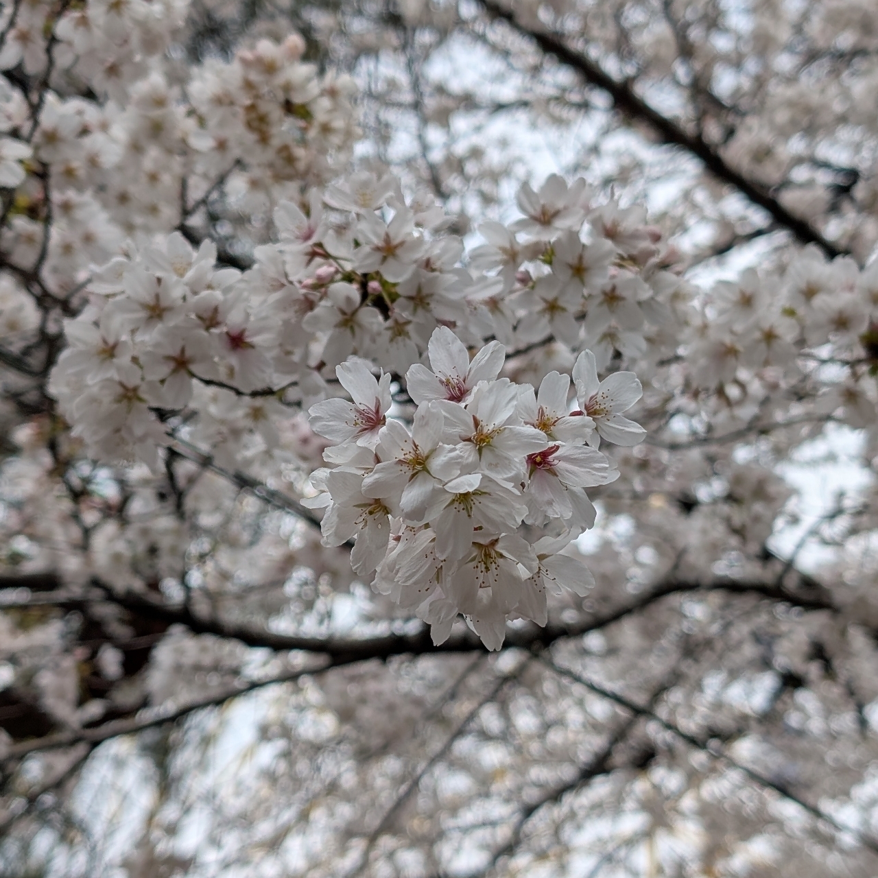 Cates (*^o^*)❤️さんが投稿した華蔵寺公園のさくらに関する口コミの画像