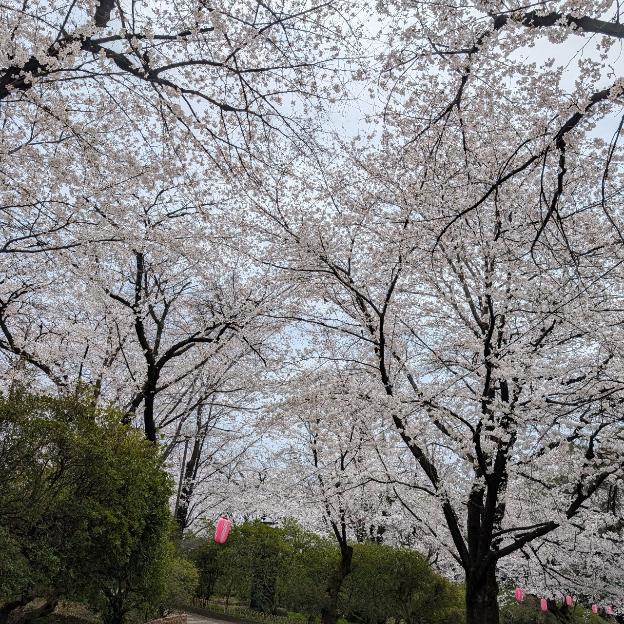 Cates (*^o^*)❤️さんが投稿した華蔵寺公園のさくらに関する口コミの画像