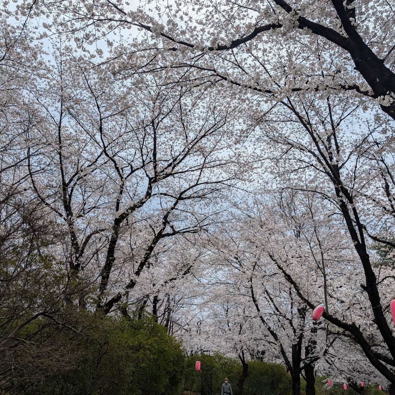 Cates (*^o^*)❤️さんが投稿した華蔵寺公園のさくらに関する口コミの画像