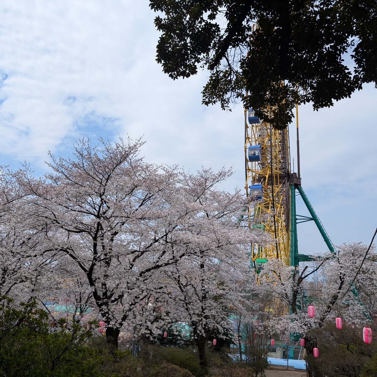 Cates (*^o^*)❤️さんが投稿した華蔵寺公園のさくらに関する口コミの画像