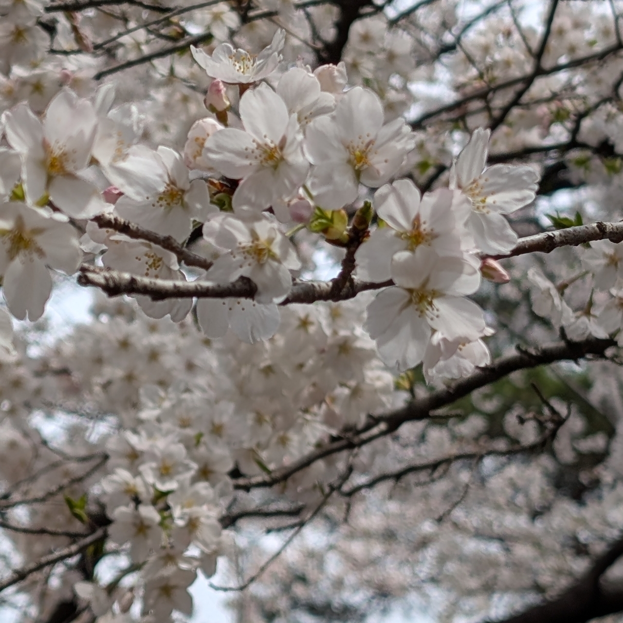 Cates (*^o^*)❤️さんが投稿した華蔵寺公園のさくらに関する口コミの画像