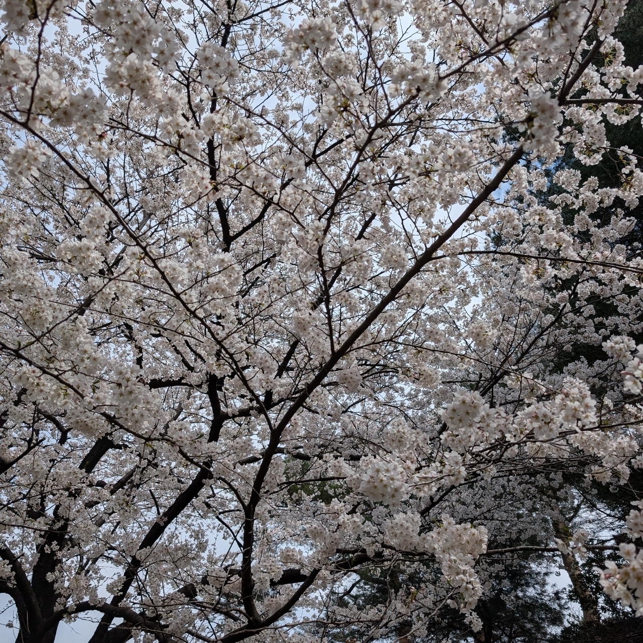 Cates (*^o^*)❤️さんが投稿した華蔵寺公園のさくらに関する口コミの画像