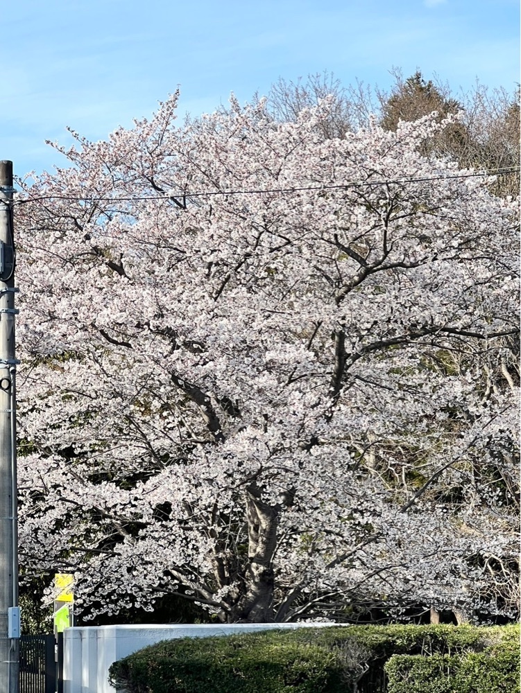 mariさんが投稿した小町の館に関する口コミの画像