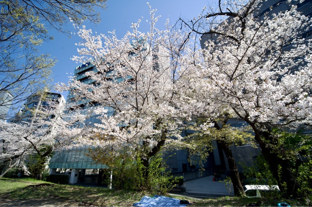 junkunさんが投稿した外濠公園に関する口コミの画像