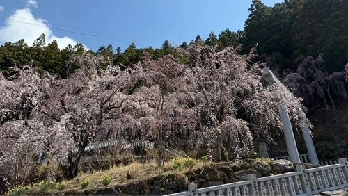 川井峠のしだれ桜
