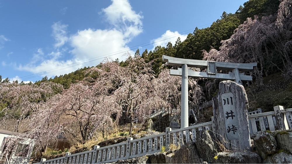 みぃさんが投稿した川井峠のしだれ桜に関する口コミの画像