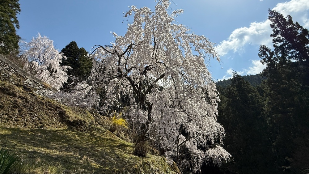 みぃさんが投稿した川井峠のしだれ桜に関する口コミの画像