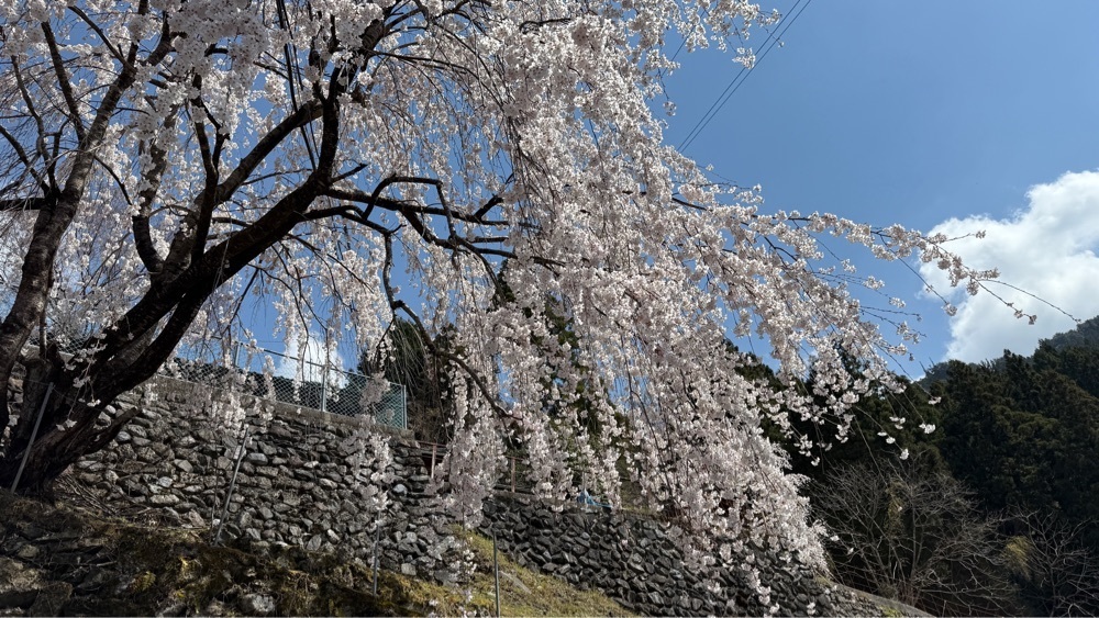 みぃさんが投稿した川井峠のしだれ桜に関する口コミの画像
