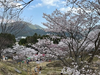 かんざき桜の山桜華園