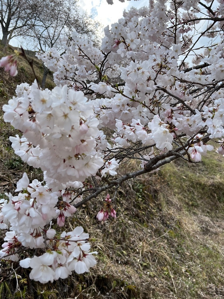 樹里依さんが投稿したかんざき桜の山桜華園に関する口コミの画像