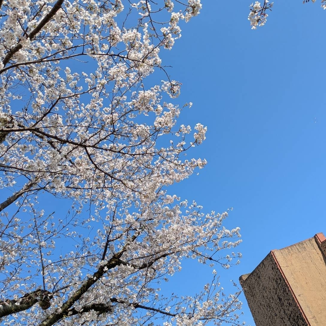 ハル1119さんが投稿した膳所城跡公園に関する口コミの画像
