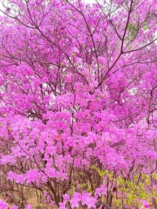 廣田神社のコバノミツバツツジの群落