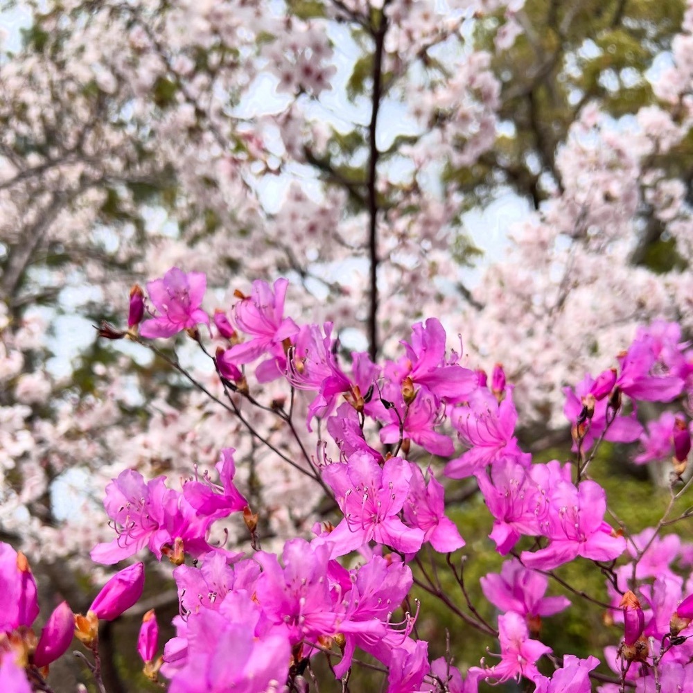ruujunさんが投稿した廣田神社のコバノミツバツツジの群落に関する口コミの画像
