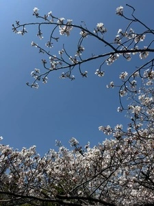 久米田池 3枚目