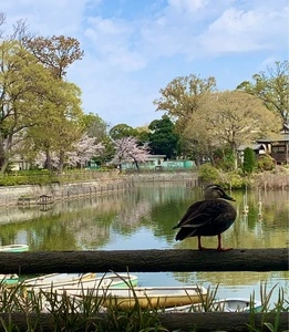 碑文谷公園