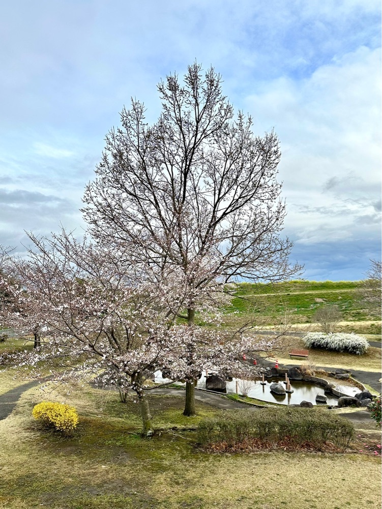 からっ風②さんが投稿したセブンイレブン 伊勢崎境平塚に関する口コミの画像