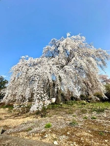 藤生沢のお角ザクラ