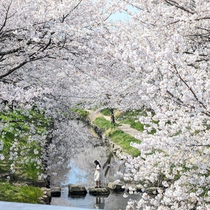 元荒川の桜